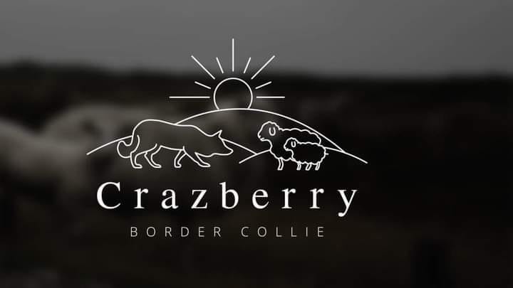 Crazberry Border Collies
